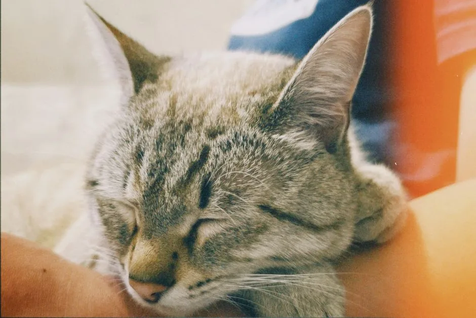 新手养猫指南：你一定要知道的要点