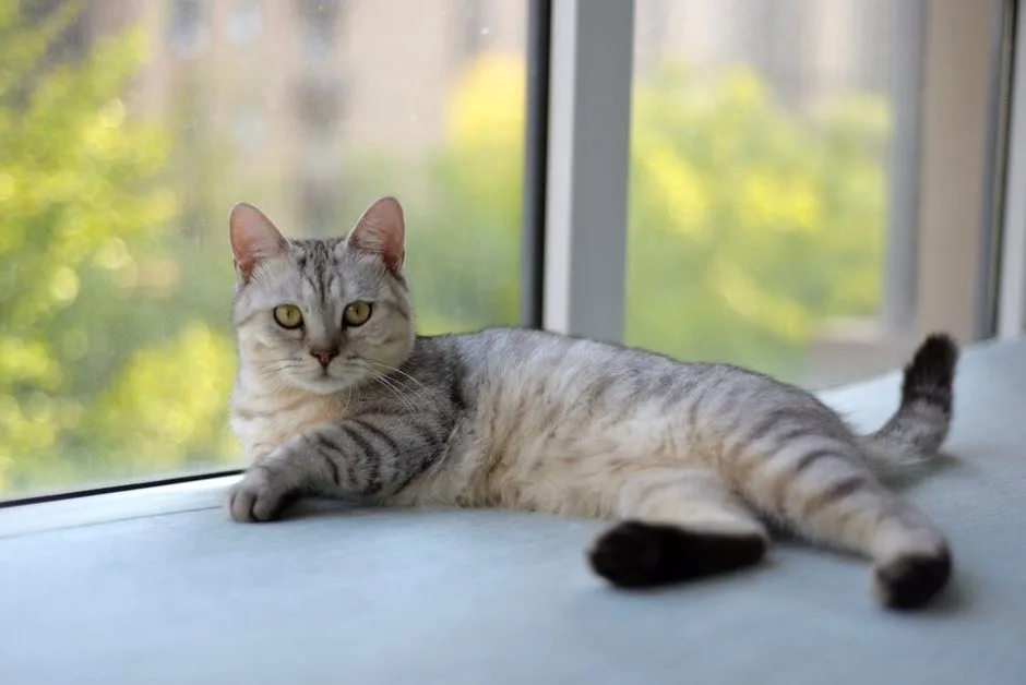 猫咪行为解读：新手到高手的进阶之路