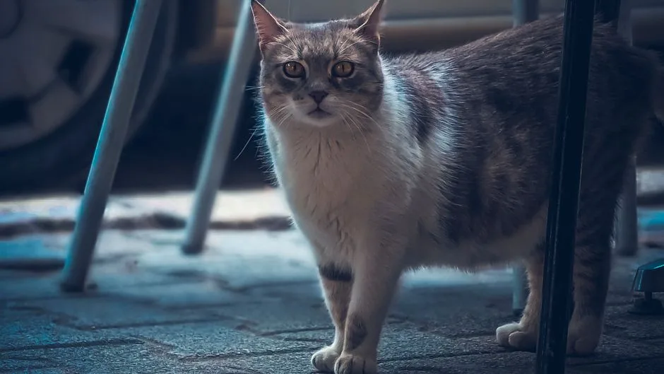 新手养猫指南：2026年最全指南