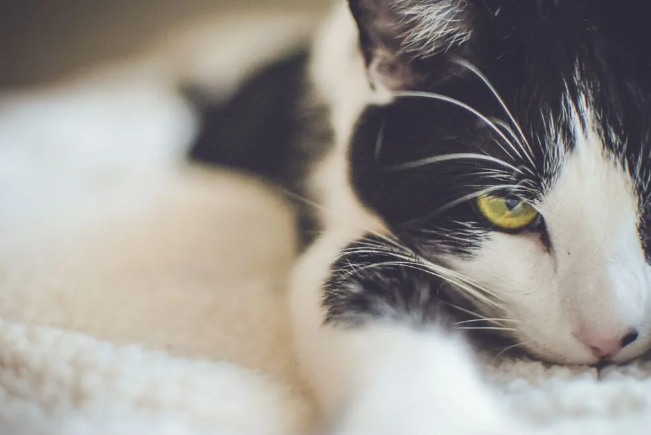 猫咪行为解读：2026年最全指南